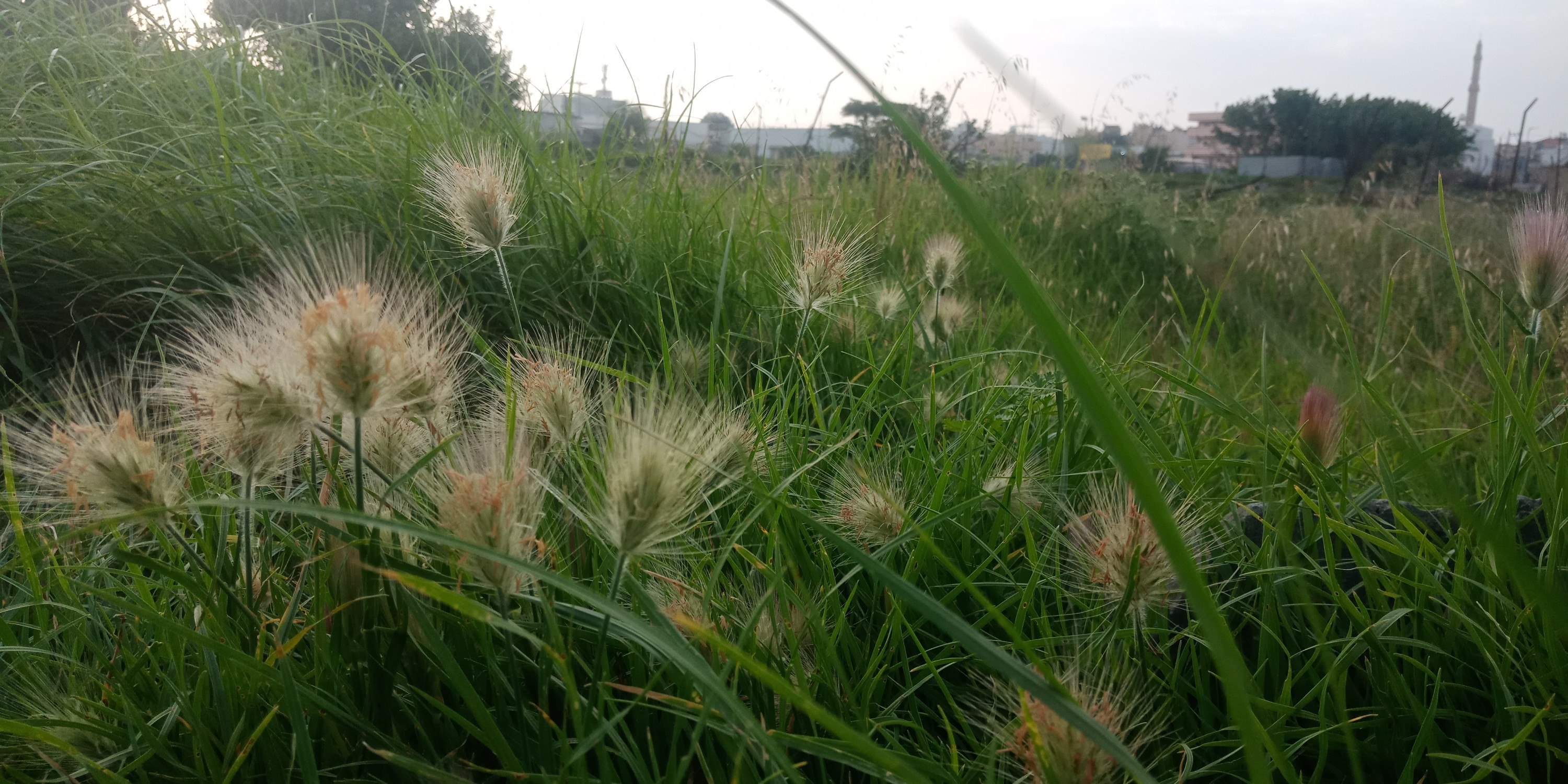 ঘাসফুল